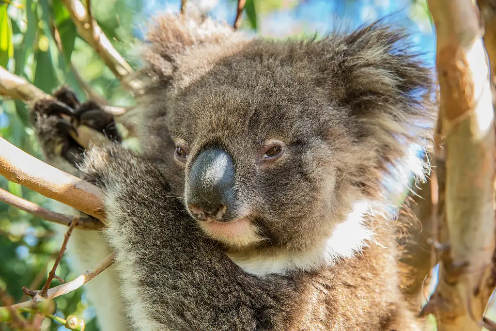 Eyre Peninsula Overland Tour