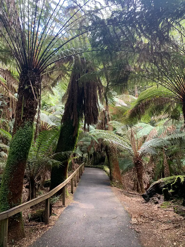 Tasmania Big Tree Hunting