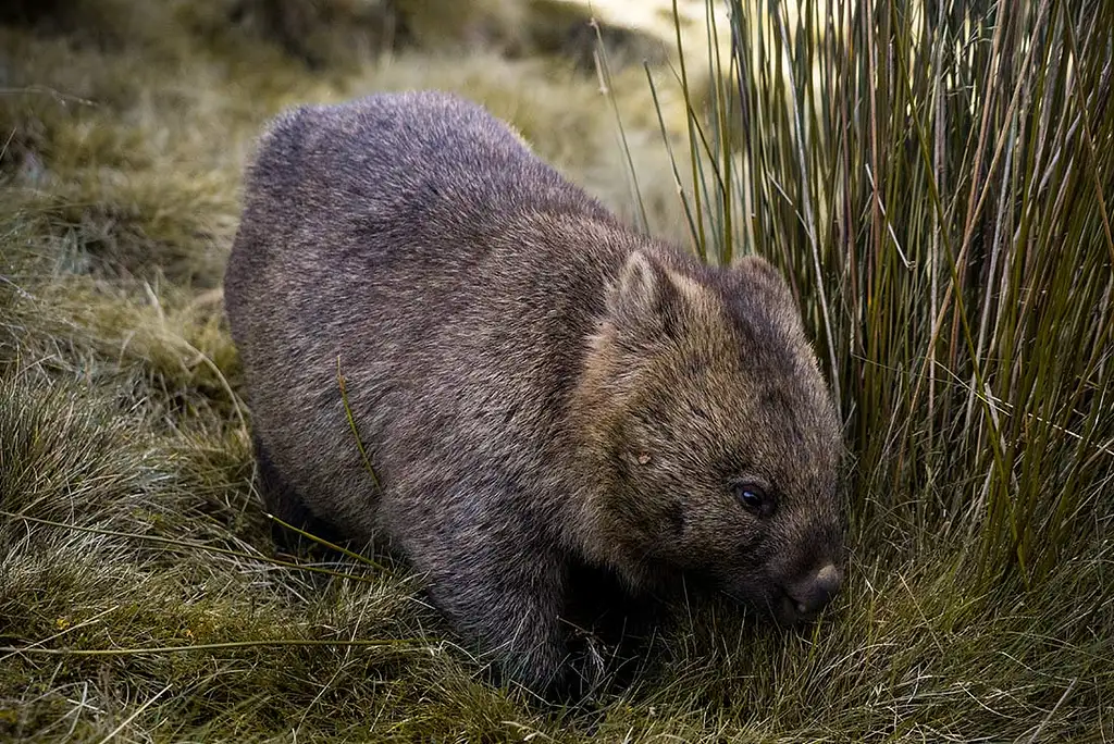 5 Day 4 Night Tarkine & Cradle Mountain Explorer