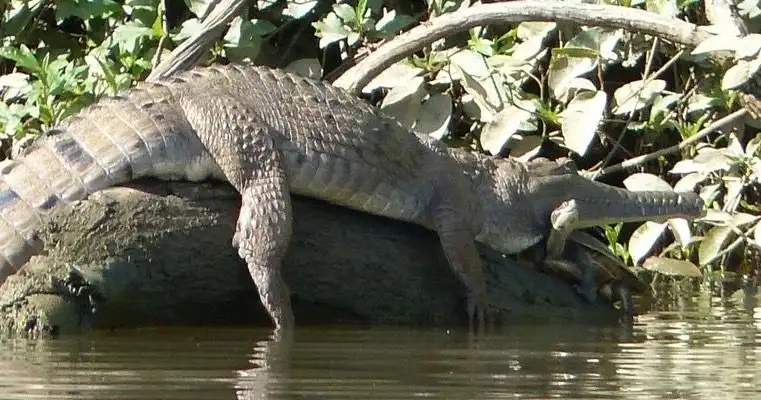 Kuranda Riverboat Tour