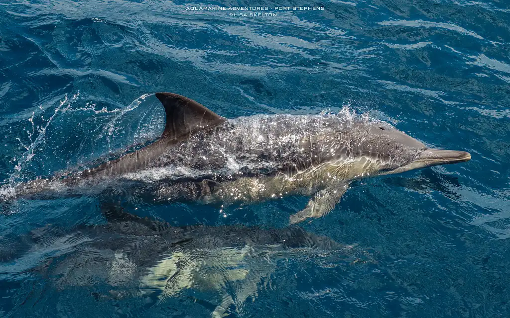 Highlights of Port Stephens Eco Adventure & Beach Swim