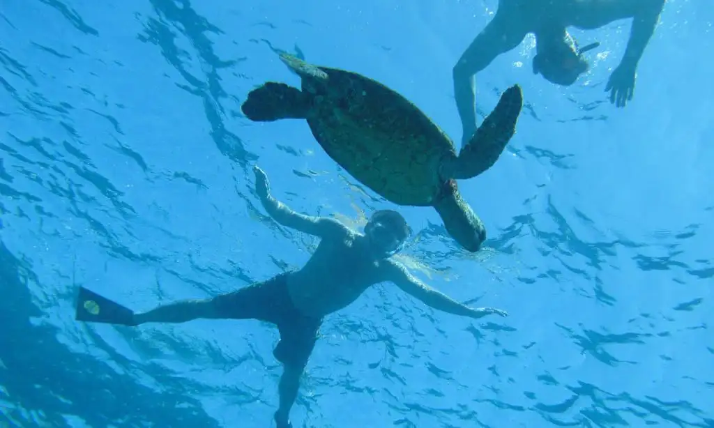 Kealakekua Bay Snorkel Tour - Captain Cook Exclusive