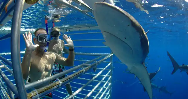 Oahu Shark Cage Diving at Haleiwa