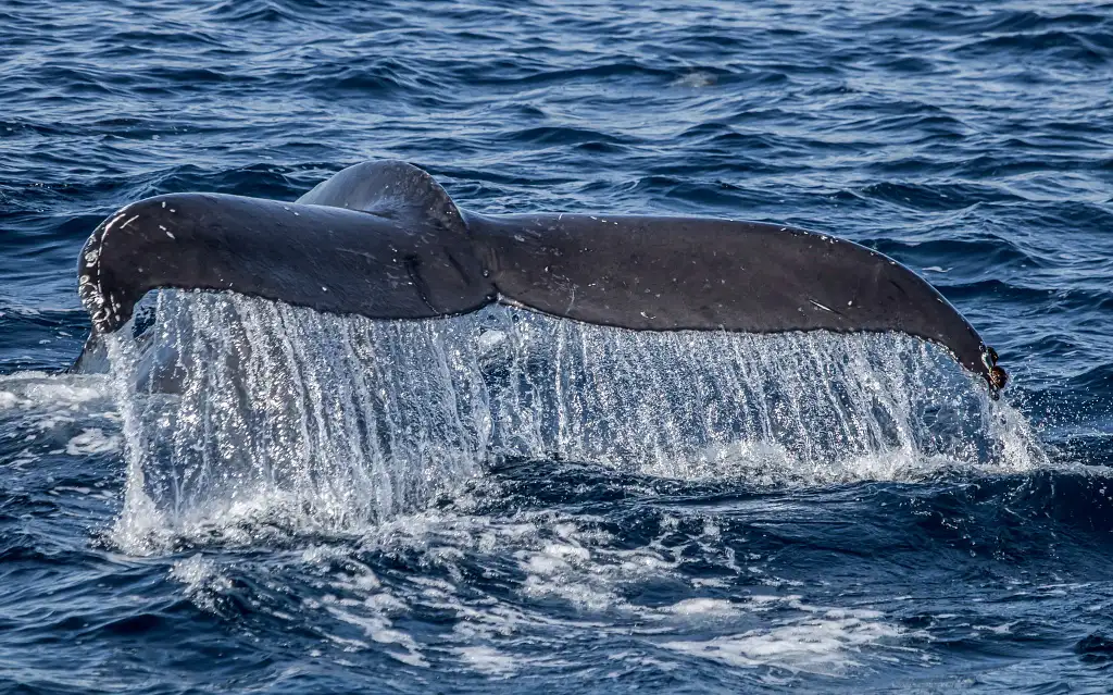 Southern California Premier Dolphin and Whale Watching Adventure