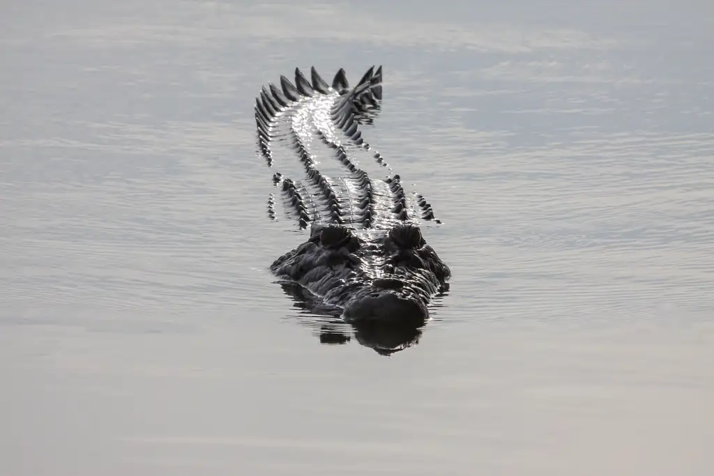 Darwin To Kakadu Day Trip By Air Including Yellow Water Cruise