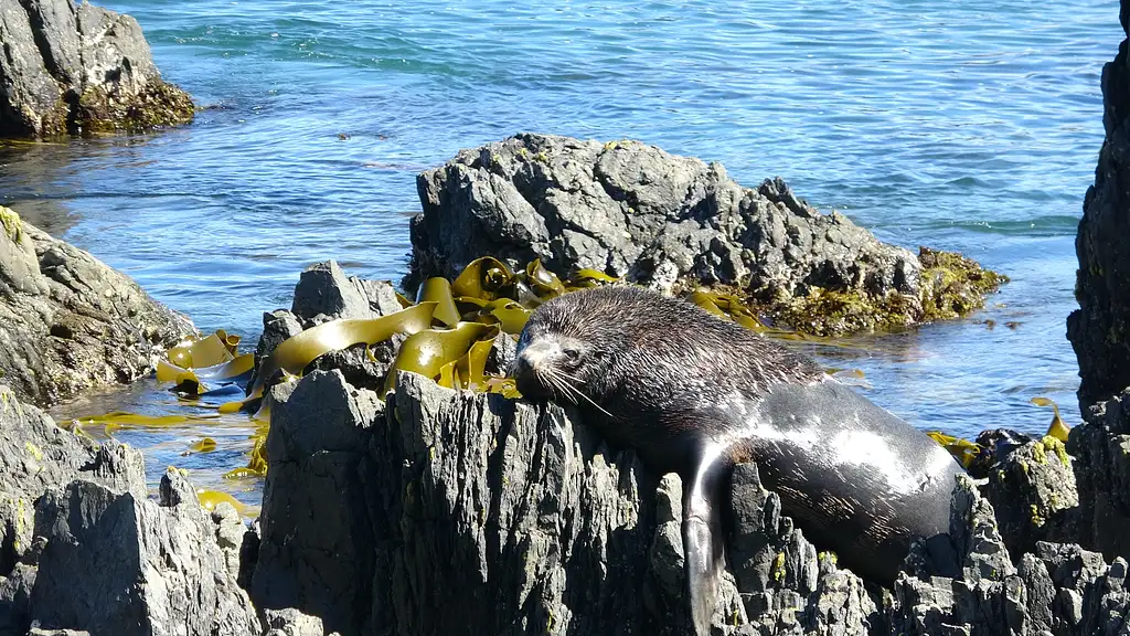 Seal Coast Safari