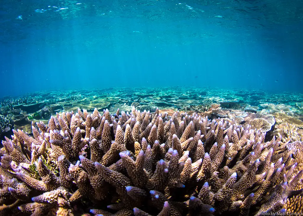 Great Barrier Reef & Museum of Underwater Art (MOUA) Day Trip | Departing Townsville or Magnetic Island