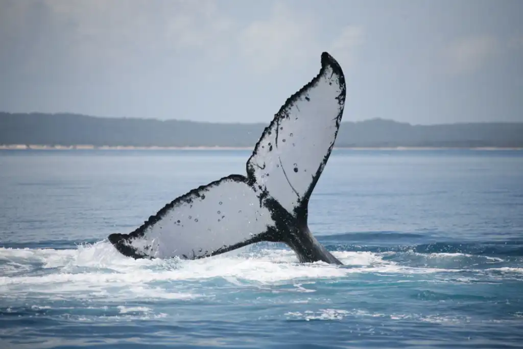 K'gari (Fraser) Island Whale Watching Encounter - Departing Hervey Bay