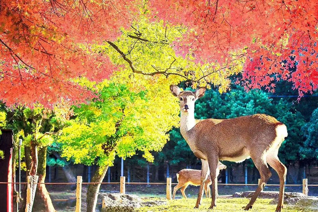 1-Day Tour To Kyoto And Nara Park From Osaka