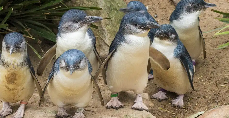 Puffing Billy And Phillip Island Penguin Parade Small Group Tour