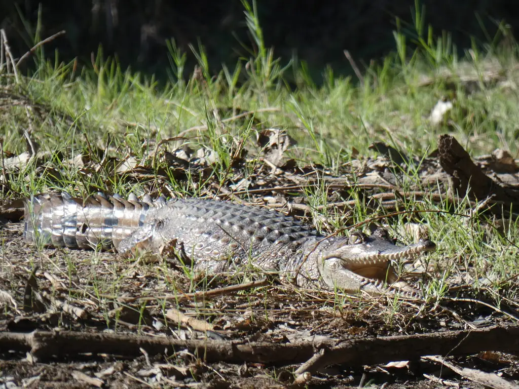 3 Day Kakadu to Litchfield 4WD Safari Tent Camping | From Darwin