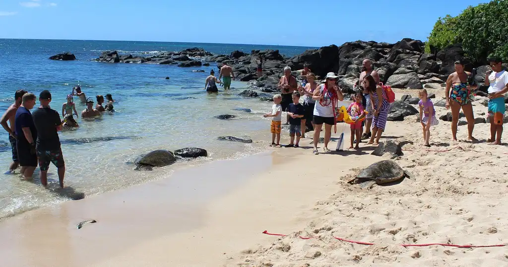 Oahu Island Turtle Tour