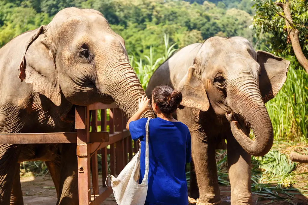 15 Day Thailand Elephants and Beaches Adventure: 4 Star Boutique Accom - Fully Guided