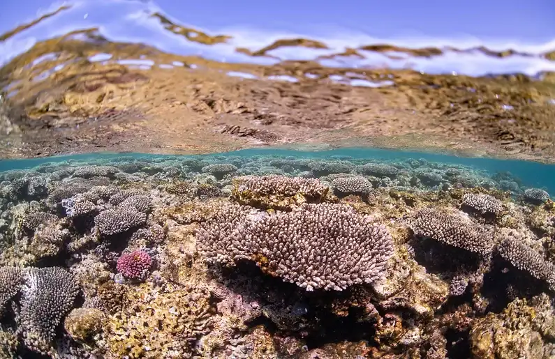 Coral Bay Glass Bottom Boat Tour