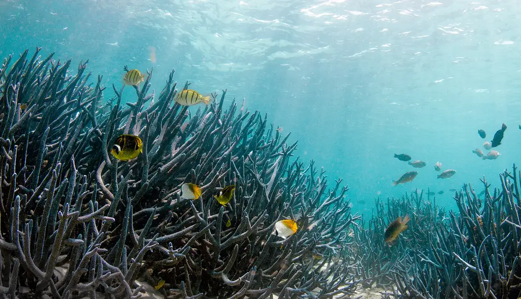 Exmouth Coral Viewing & Snorkel Tours