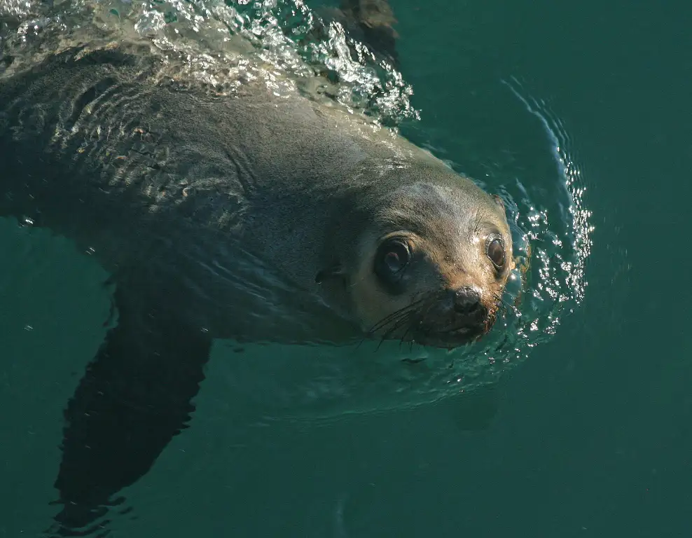 Phillip Island Seal Watching Cruise