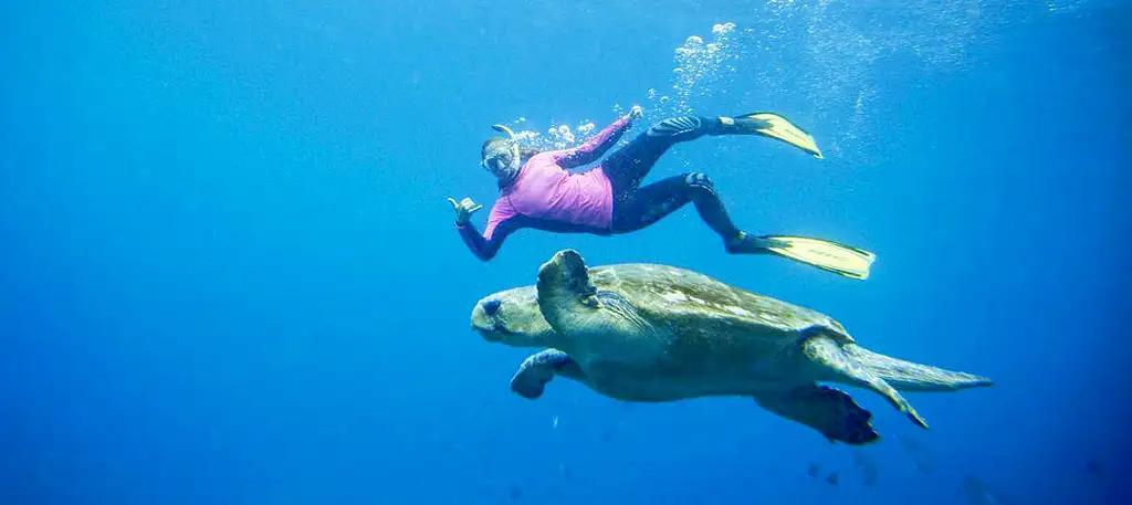 Snorkel Tour Of Julian Rocks Marine Reserve