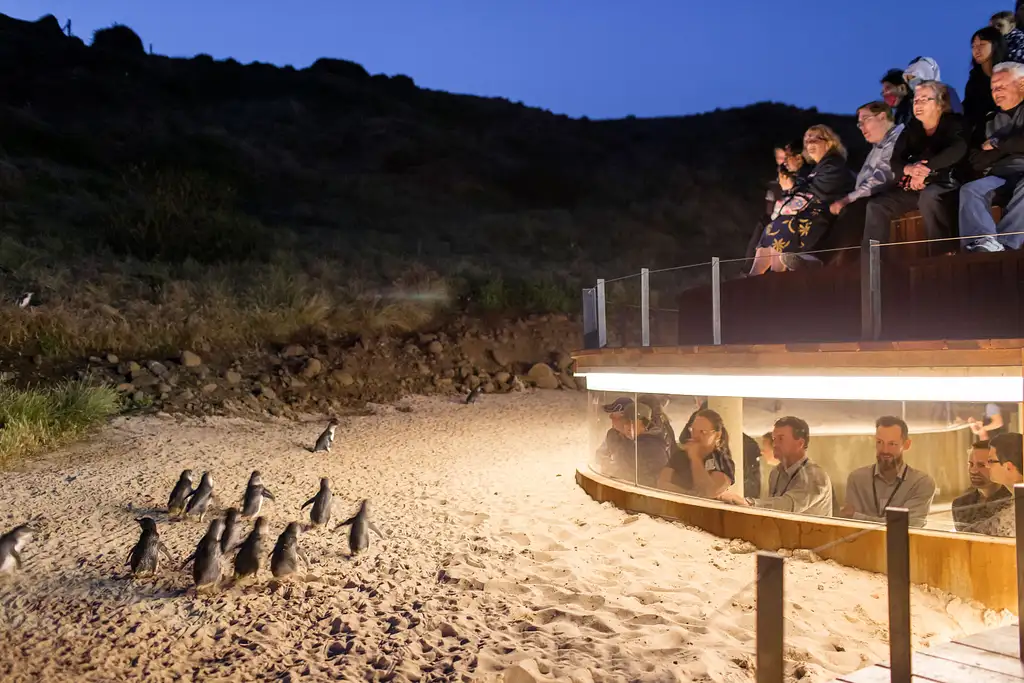 Phillip Island Penguin Parade & Koala Highlights  - Top Rated Wildlife Experience