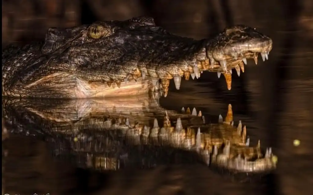 Mossman Gorge, Daintree Rainforest & Daintree River Crocodile Cruise | Wanderers Walk