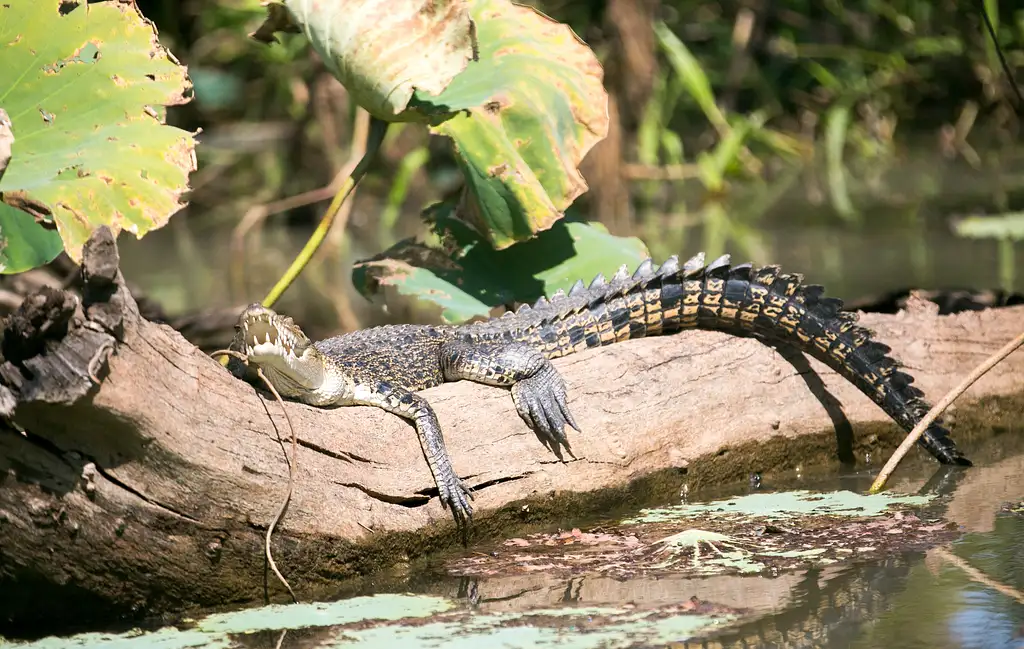 Darwin Wetland Experience