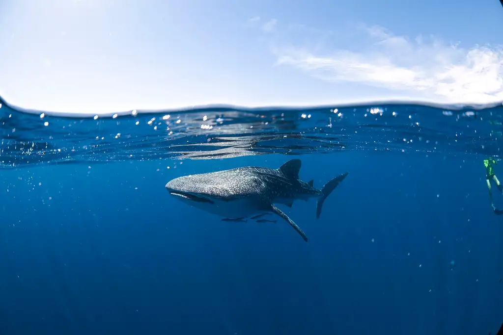 Coral Bay Whale Shark Safari (March-June)