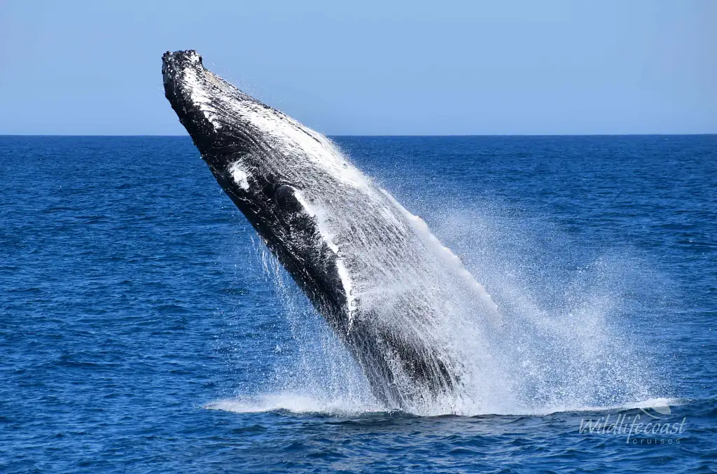 Phillip Island Winter Whale Cruise