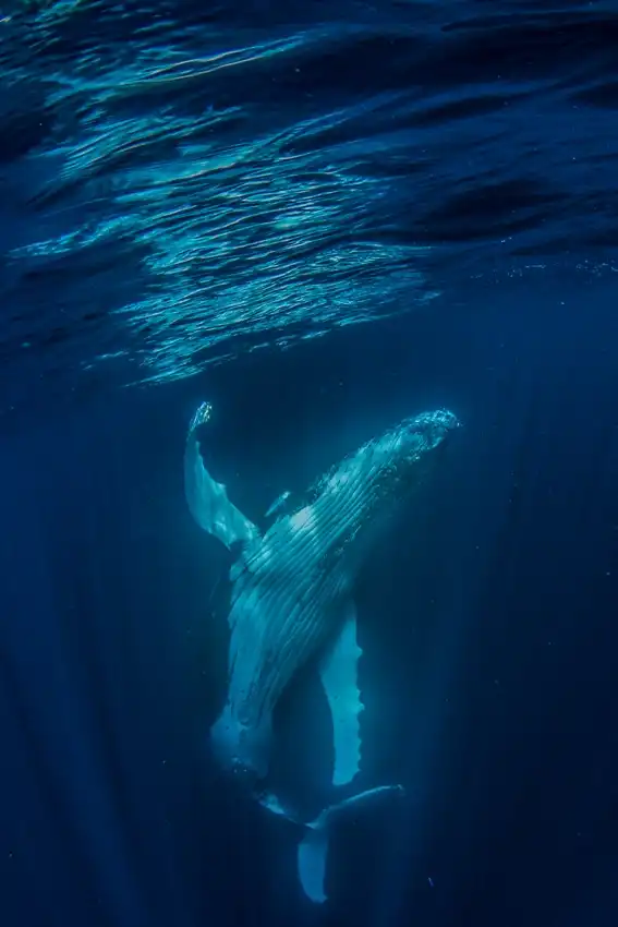 Deluxe Mega Fauna Humpback Whale Swim Tour | Ningaloo Reef | Departing Exmouth