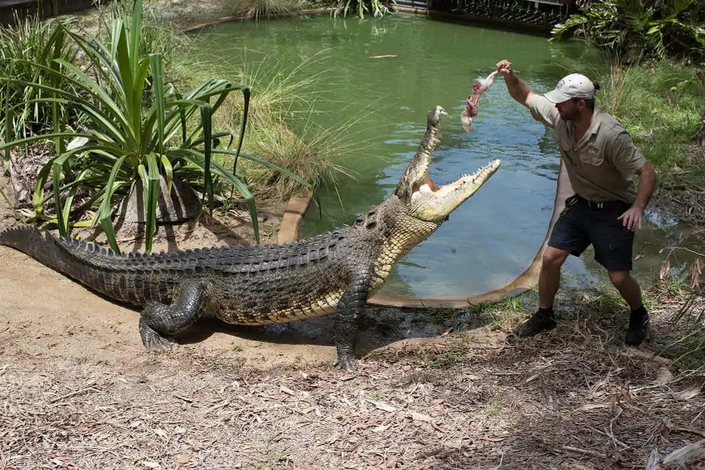 Hartley's Crocodile Adventures | Breakfast with the Koalas