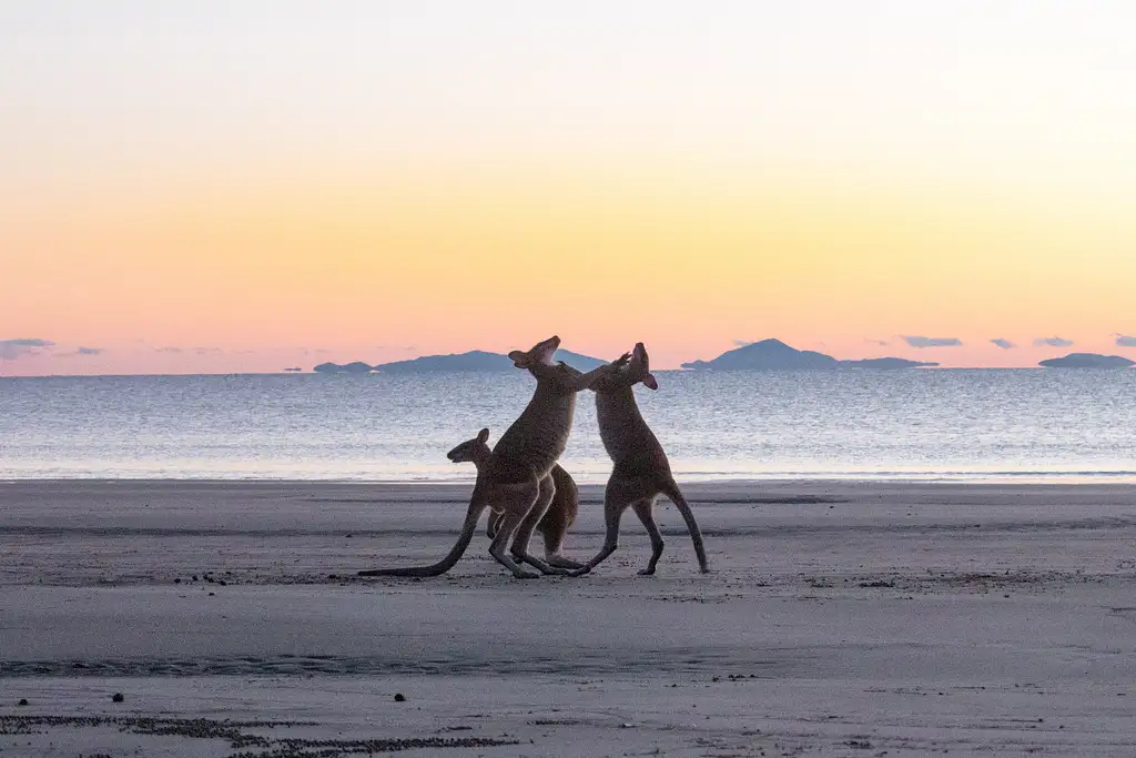 Kangaroos on the Beach at Sunrise & Wildlife Tour