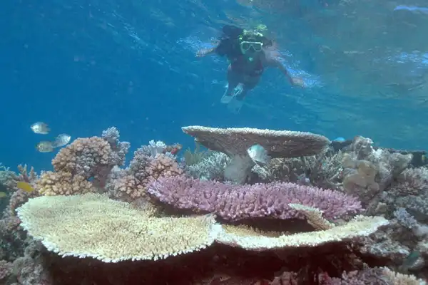 Great Barrier Reef Full Day Experience