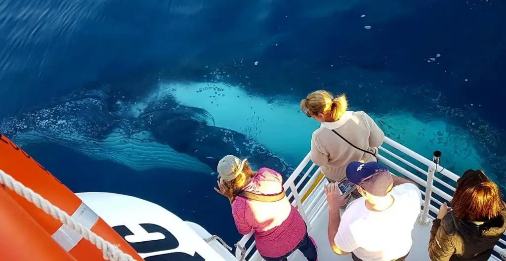 Hervey Bay Whale Watching Cruise | Family Friendly + Wheelchair Accessible