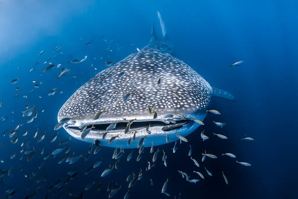 Whale Shark Adventure tour | From Coral Bay