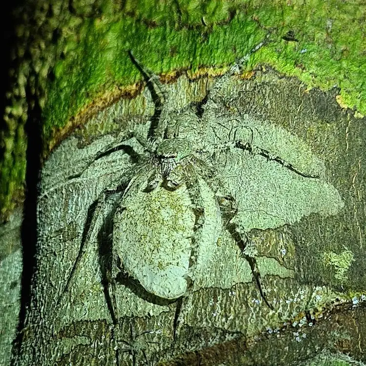 Daintree Rainforest Night Walk Tour