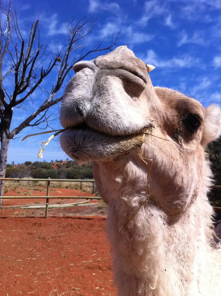 Camel Express Uluru