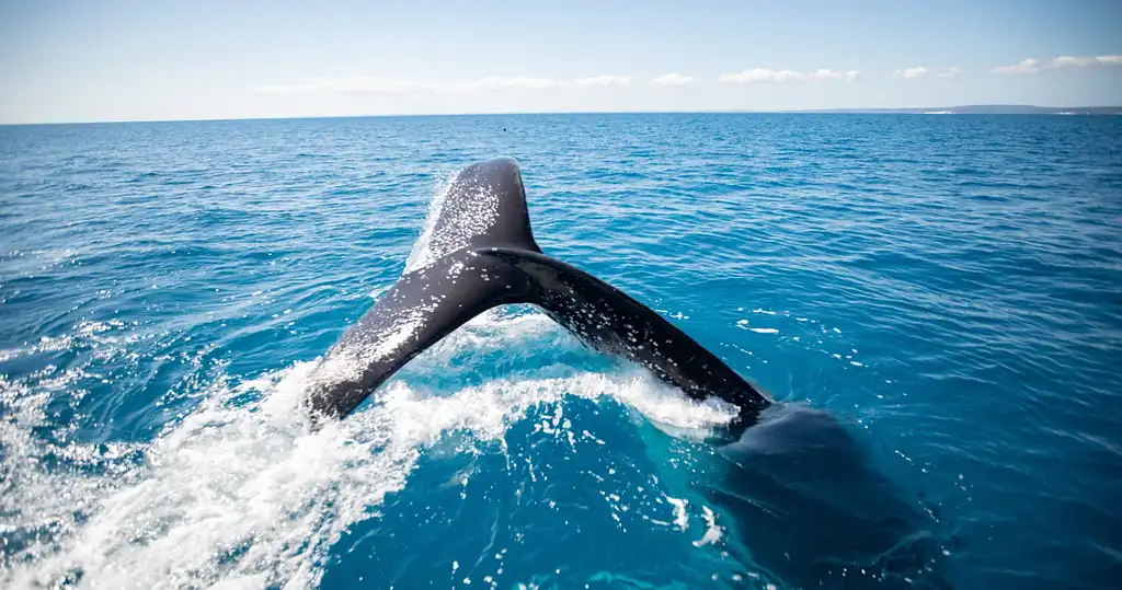 Hervey Bay Ultimate Whale Watch - Small Group EcoTour