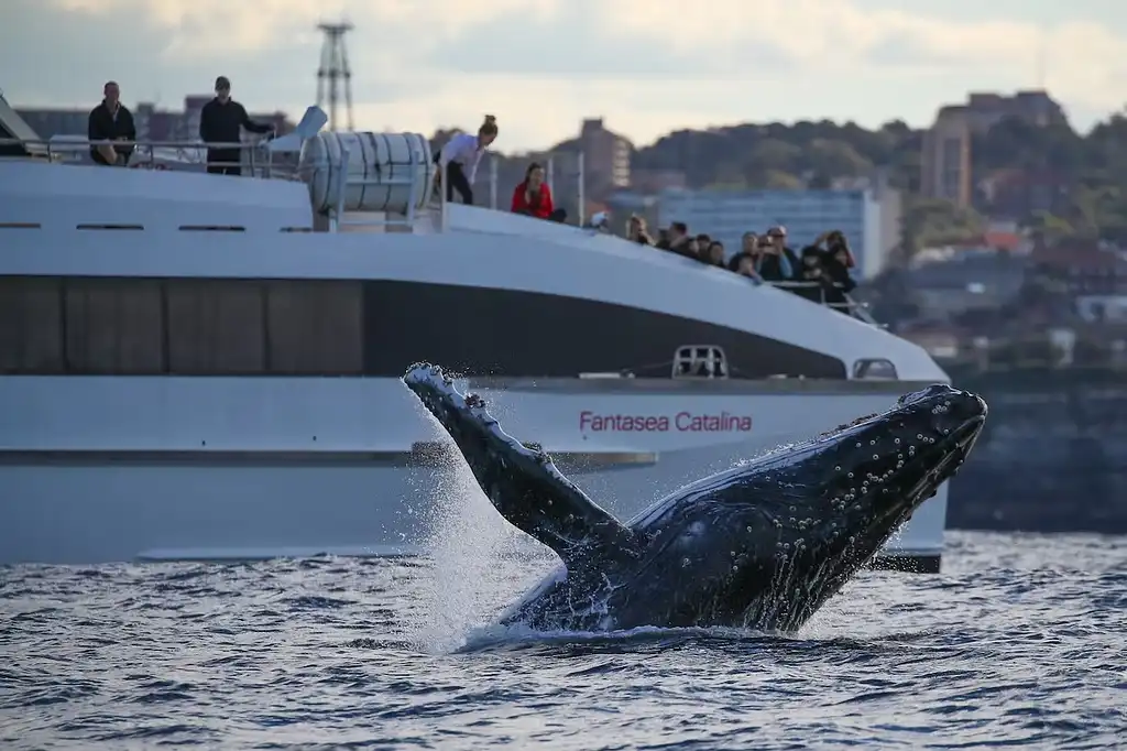 Discovery Whale Watching Cruise - Sydney