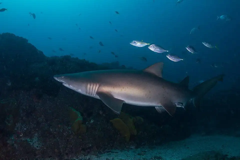 Certified Dive Tour At Julian Rocks