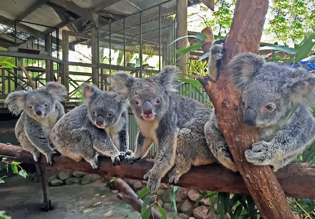 Rainforestation Nature Park & Kuranda Village Tour - Cairns