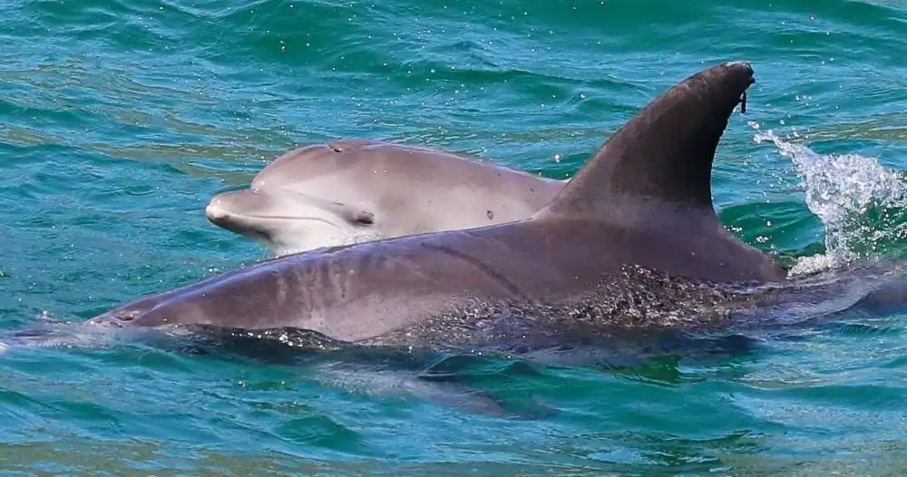 Splash and Slide Dolphin Cruise - Port Stephens