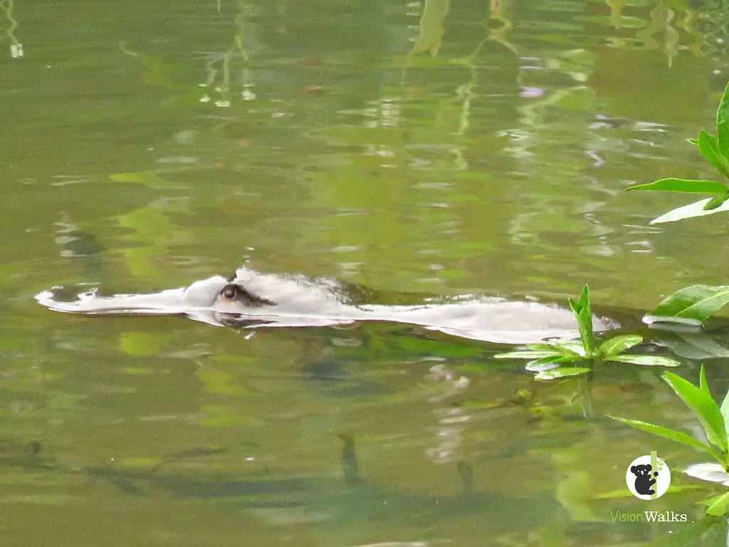 Platypus Walk - Byron Bay