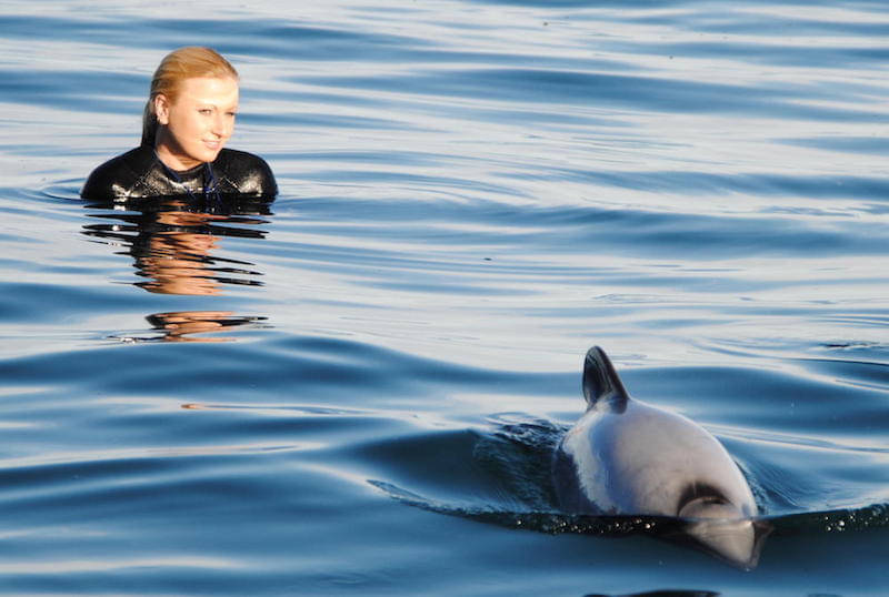 Akaroa Harbour 3 Hour Swim With Dolphins Cruise Backpacker Deals