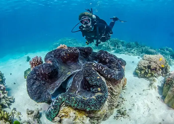 Silversonic Great Barrier Reef Certified Diving from Port Douglas