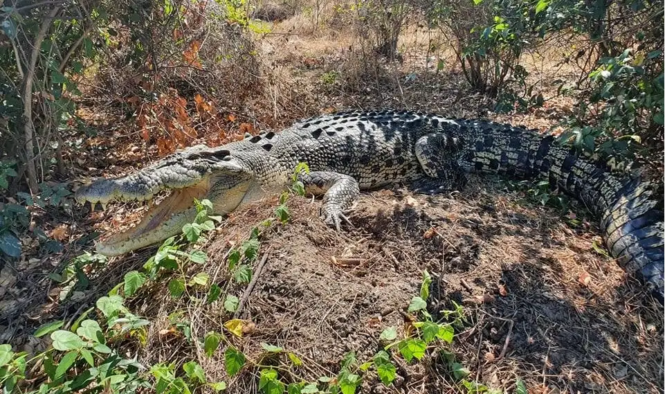 The Croc Bus to the Famous Jumping Crocodile Cruise