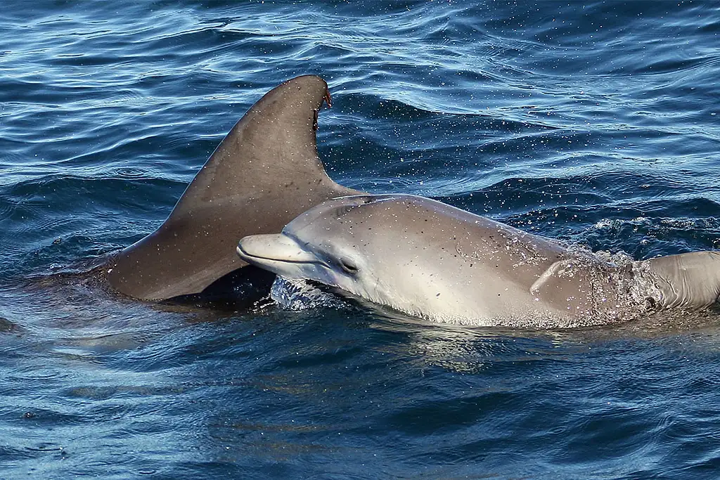 Jervis Bay Dolphin & Boom Netting Cruise