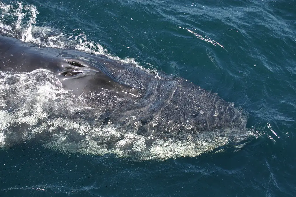 Jervis Bay Whale Watching Cruise