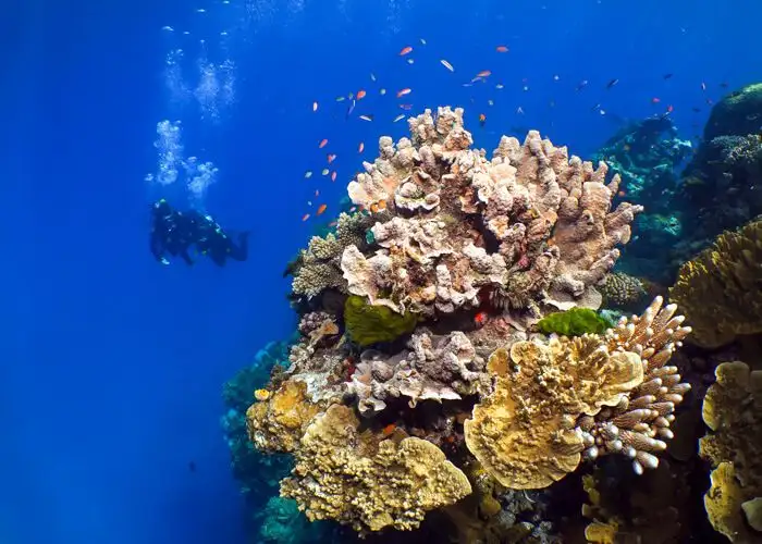 Silversonic Great Barrier Reef Certified Diving from Port Douglas