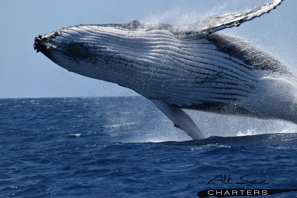 Dunsborough Whale Watching