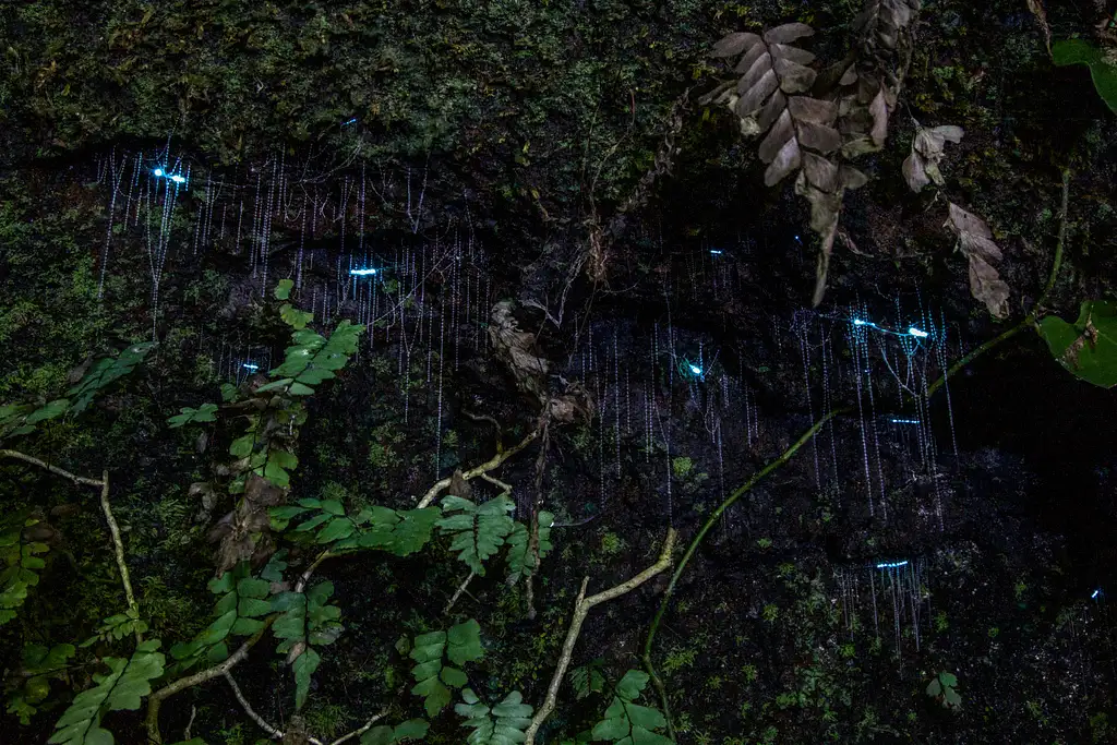 Evening Rainforest & Glow Worm Experience