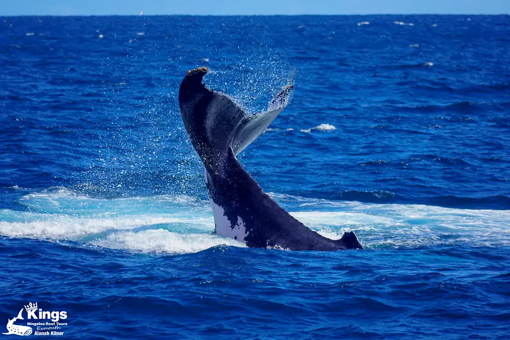 Whale Shark & Humpback Whale Eco Tour (Aug-Sept) | Departing Exmouth