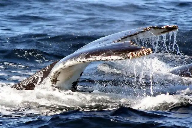 Jervis Bay Whale Watching Cruise